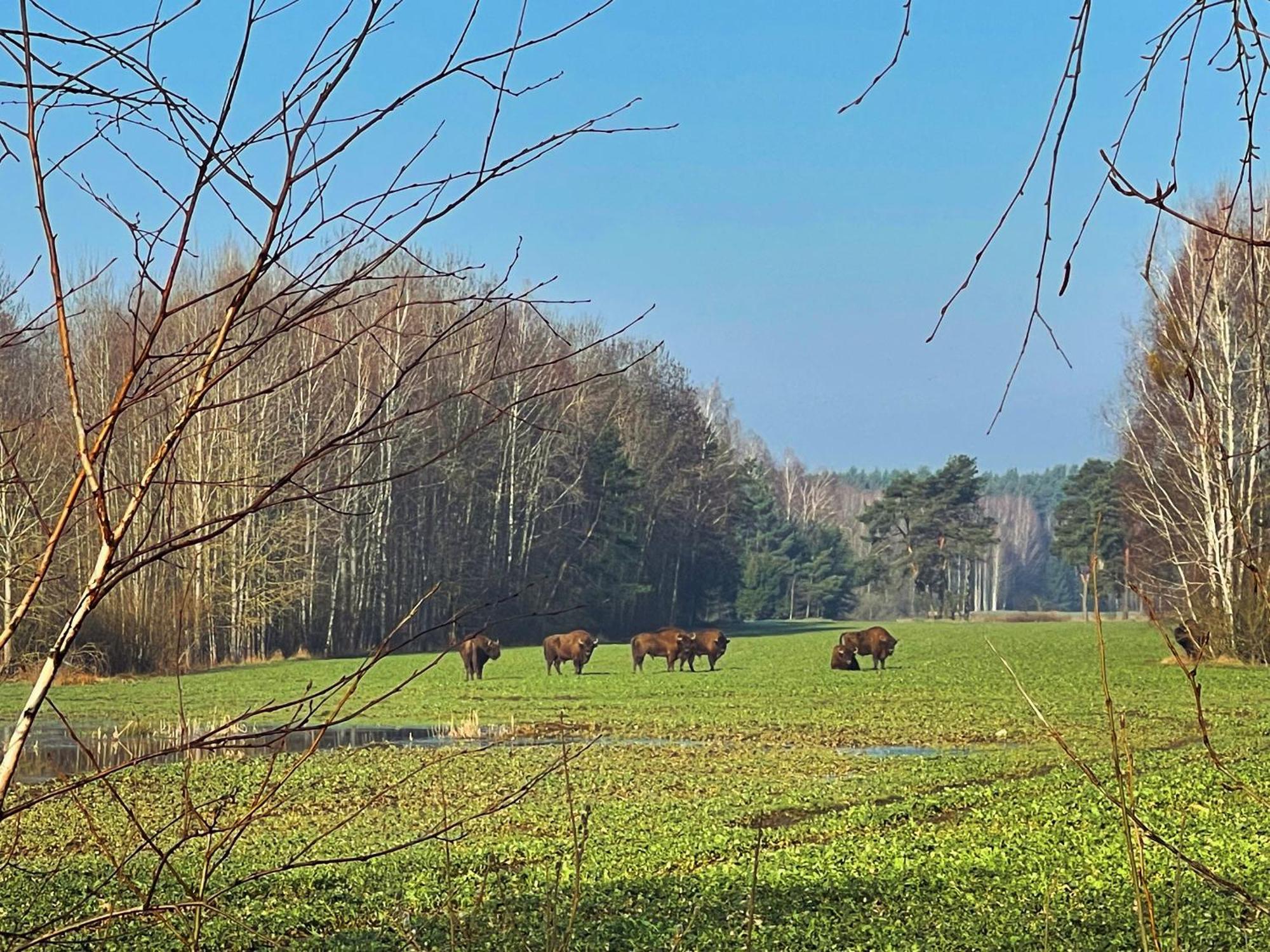Apartament Magia Puszczy Z Widokiem Na Puszcze Bialowieska Hajnówka Exterior foto
